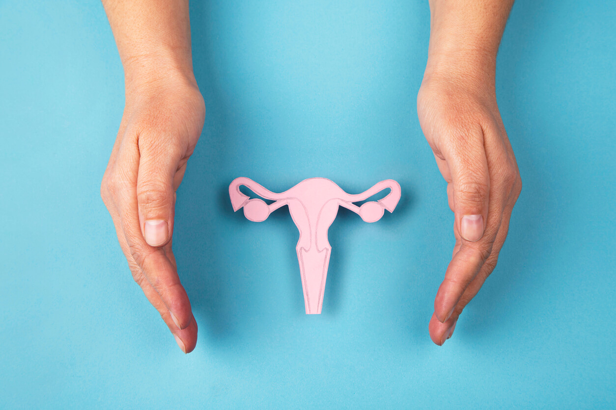 A replica uterus between two hands